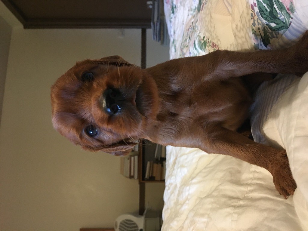 Anacardium - Setter irlandais rouge - Portée née le 24/10/2019